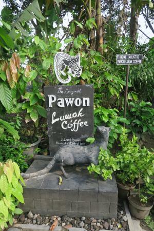 Kopi Luwak